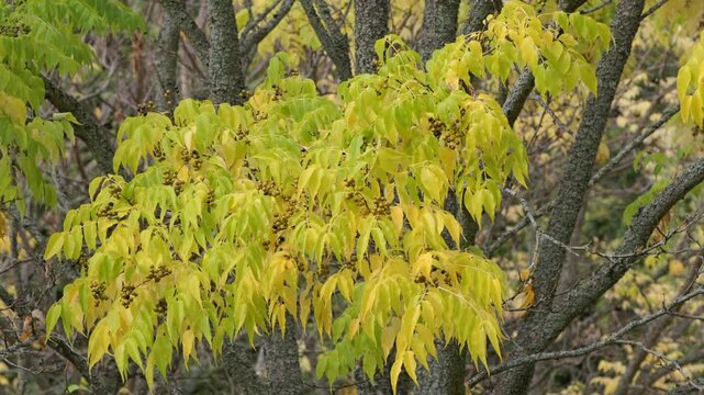 Autumn in the forest. Strong wind sways the branches of tree (Phellodendron amurense). 