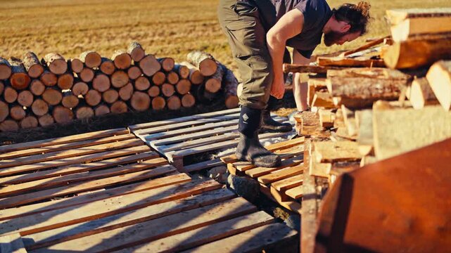 Man Stacks Chopped Firewood Onto Wooden Pallets For Storing And Drying In An Outdoor Field On A Farmstead.