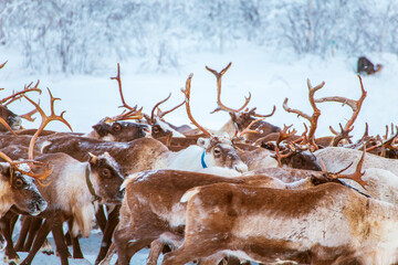 A herd of reindeer wanders through a snowy forest. © lizavetta