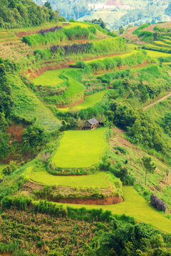 Breathtaking scenery of terraced rice fields. Picturesque rice terraces of Mu Cang Chai.