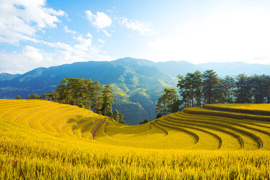 Breathtaking scenery of terraced rice fields at sunset. The Mu Cang Chai rice terraces  in Vietnam.