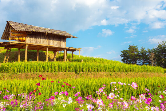 Breathtaking scenery of terraced rice fields at sunset. The Mu Cang Chai rice terraces   in Vietnam.