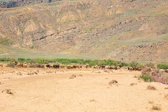 A shepherd drives a herd of cows in the Caucasus Mountains, Dagestan.