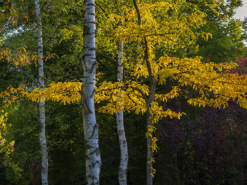 Fast schon wie im Herbst der Park und Wald Friedhof im September mit leuchtenden Bl&auml;ttern