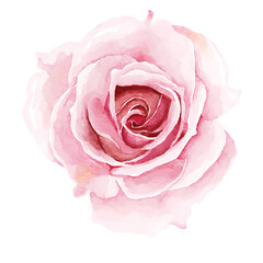Fototapeta premium Watercolor rose flower collection