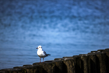 ptak © John