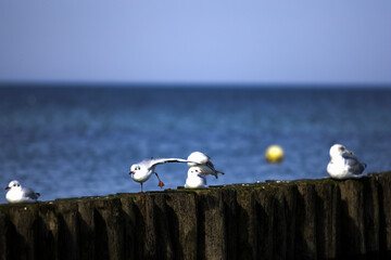 ptak © John