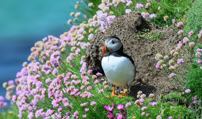 Atlantic Puffin on the Seacoast © John
