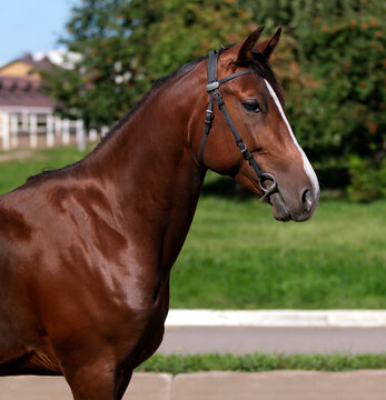 Horse. Portrait. Close-up. A thoroughbred horse of the Oryol Trotter breed. Harness racing. Trotting horse race. Side view. Head in profile. One equine. Professional photography