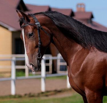 Horse. Portrait. Close-up. A thoroughbred horse of the Oryol Trotter breed. Harness racing. Trotting horse race. Side view. Head in profile. One equine. Professional photography