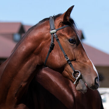 Horse. Portrait. Close-up. A thoroughbred horse of the Oryol Trotter breed. Harness racing. Trotting horse race. Side view. Head in profile. One equine. Professional photography