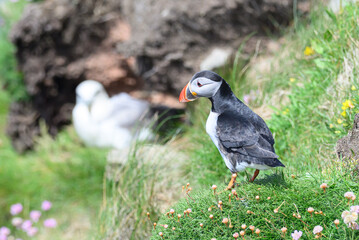 Atlantic Puffin on the Seacoast © John