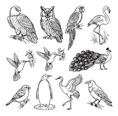 Obraz premium Birds of different species are illustrated in a detailed collection showcasing various avian creatures.