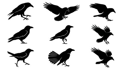 Fototapeta premium Set of Detailed Silhouette Illustrations Depicting Various Crows in Different Standing and Flying Poses for Decorative Graphic Design Projects
