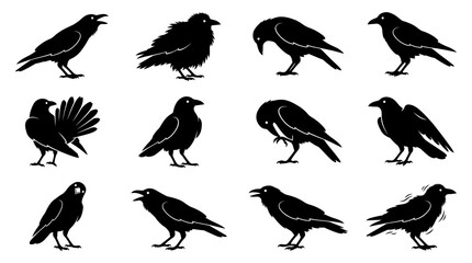 Fototapeta premium Set of Twelve Detailed Black Crow Silhouettes in Various Poses and Expressions for Wildlife Graphic Design Projects