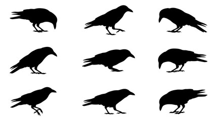 Fototapeta premium Set of Detailed Black Raven Bird Silhouettes in Various Posing Positions Isolated on a Clean White Background for Graphic Design