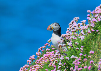 Atlantic Puffin on the Seacoast © John
