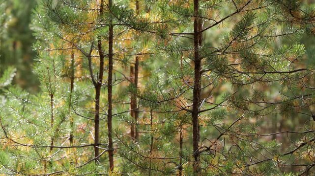 A windy, sunny day in an autumn pine forest.