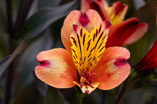 Vibrant Orange and Golden Yellow Alstroemeria Flower with Burgundy Markings