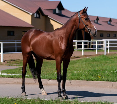 Horse. A thoroughbred horse of the Oryol Trotter breed. Harness racing. Trotting horse race. Side view. In full growth. Professional photography