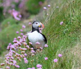 Atlantic Puffin on the Seacoast © John