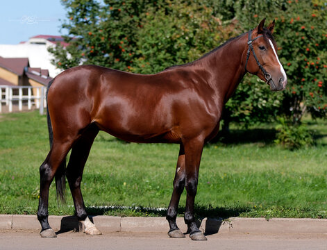Horse. A thoroughbred horse of the Oryol Trotter breed. Harness racing. Trotting horse race. Side view. In full growth. Professional photography