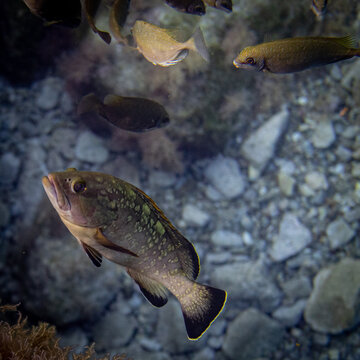 dusky grouper