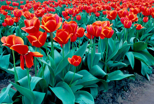 Orange variegated tulips in Skagit Valley spring field