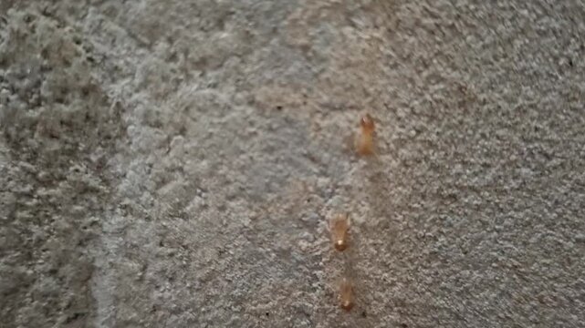 Termites migrating in a row on concrete wall surface during flood evacuation