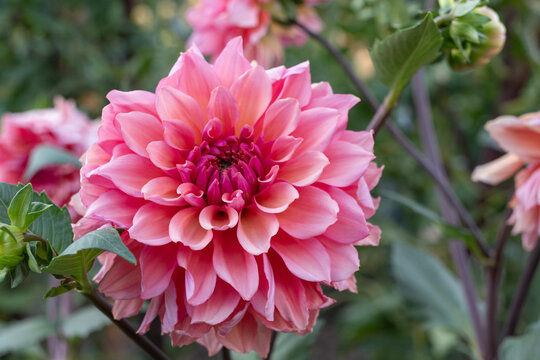 Close Up of Vibrant Pink Dahlia Flower Blooming in Autumn Botanical Garden
