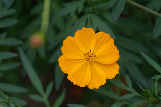 Close Up of Single Vibrant Yellow Cosmos Flower Blooming in Autumn Garden with Dark Green Leaves