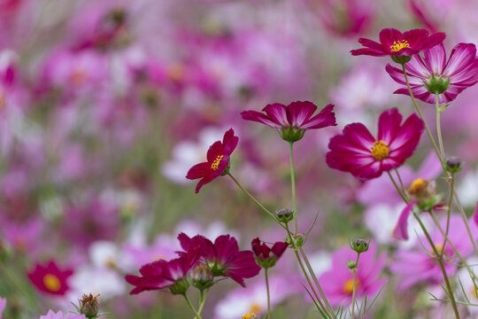 Close Up of Crimson Cosmos Flowers Blooming in Autumn Field with Soft Pink Bokeh Background