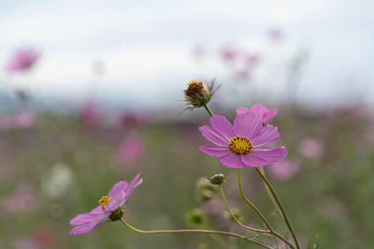 Close Up of Soft Pink Cosmos Flowers Blooming in Autumn Field under Pale Sky with Selective Focus