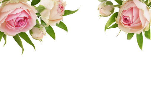 Small pink rose flowers and green eucalyptus leaves in top floral arrangements isolated on whiteor transparent background