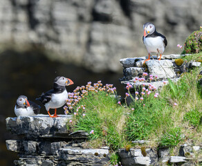 Atlantic Puffin on the Seacoast © John