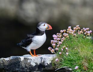 Atlantic Puffin on the Seacoast © John