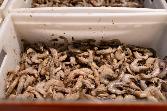 Fresh shrimp in market container for seafood sale
