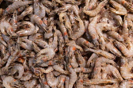 Raw shrimp seafood background with fresh whole crustaceans
