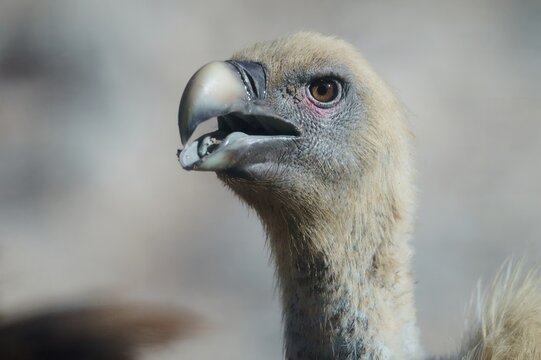 Griffon vulture portrait with open beak and sharp gaze