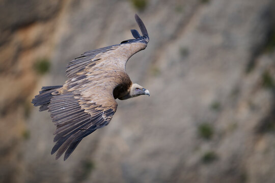 Griffon vulture in flight over a rugged rocky cliff