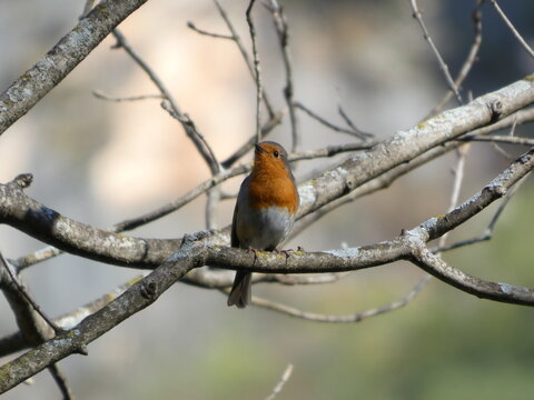 european robin