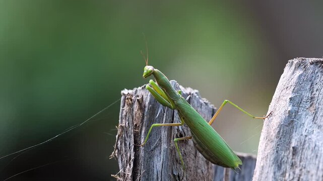Close up of a praying mantis sitting on a stump as it turns its head.
