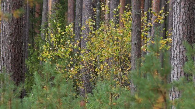 A windy, sunny day in an autumn pine forest.