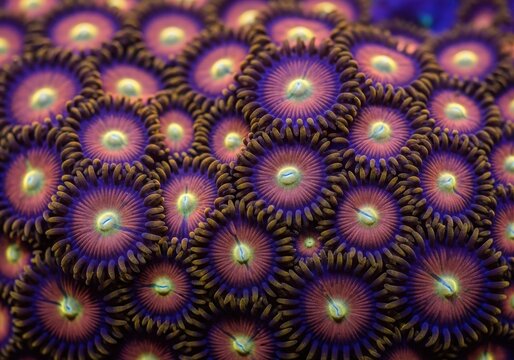 Closeup of vibrant purple and pink zoanthus coral polyps