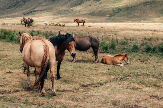 Horse herd grazing in Aguas Tuertas valley, Aragon, Spain