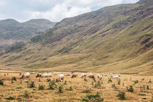 Cows grazing in Aguas Tuertas valley, Spanish Pyrenees