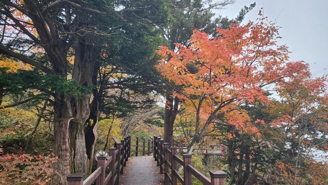 Ancient Yew Tree and Autumn Wooden Deck Path: An ancient gnarled yew tree standing beside a wooden deck walking path surrounded by colorful autumn foliage in Balwangsan, South Korea.