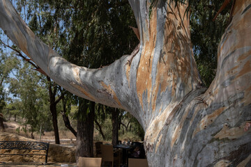 Eucalyptus Tree with Colorful Peeling Bark in a Mediterranean Garden © Nataliia