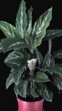 Time lapse of a Calathea prayer plant growing, with new striped leaves unfurling and leaves fluttering, rising and lowering in nyctinastic movement, isolated on a black background, vertical footage