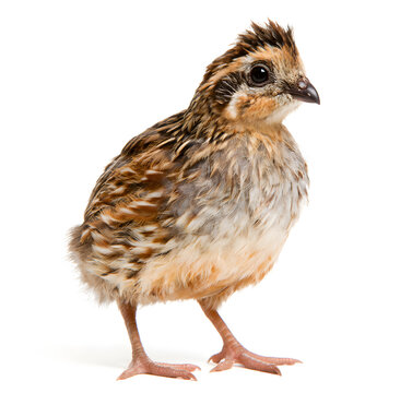 Japanese quail in the studio